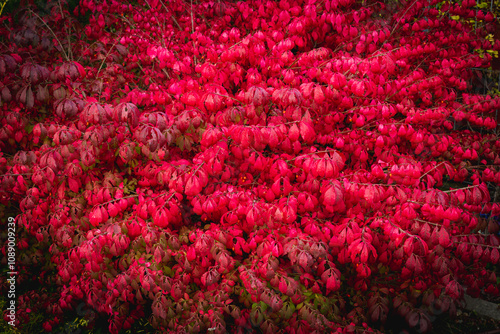Garden in october autumn red burning bush winged spindle tree Euonymus alatus Compactus wallpaper or background