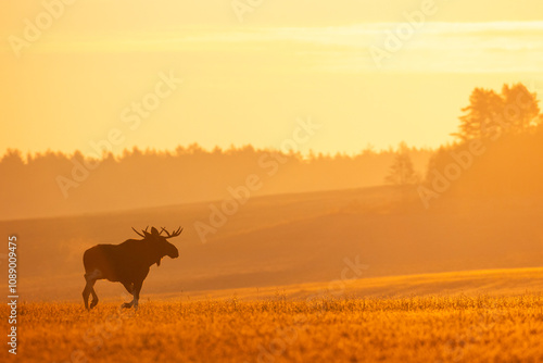 Mammals male bull Elk Moose ( Alces alces ) North part of Poland, Europe sunrise morning in autumn time