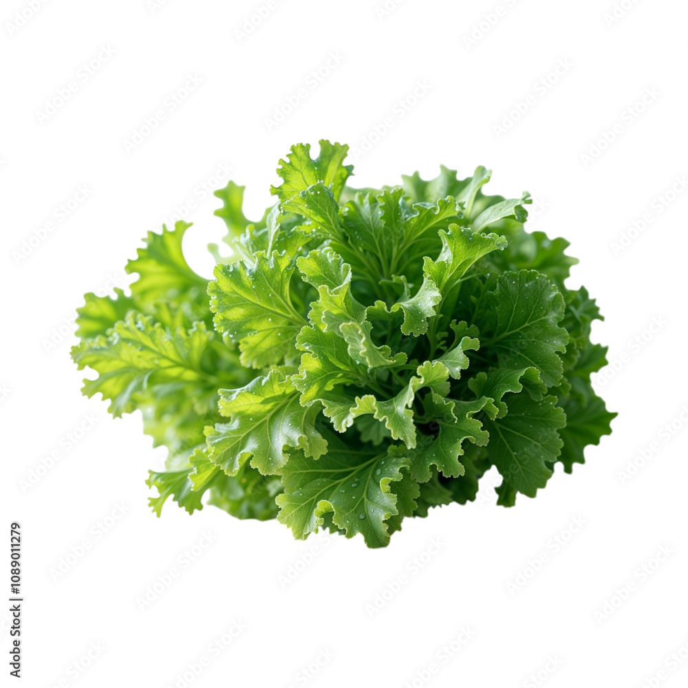 Obraz premium Fresh Green Lettuce Leaves for Healthy Salads and Dishes