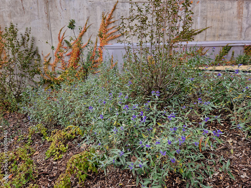 autumn flowerbed with perennials and grasses in a square stone cobblestone tiles, granite curbs purple white and yellow aster ornamental grasses with sage in city park, tower block, exterior office photo