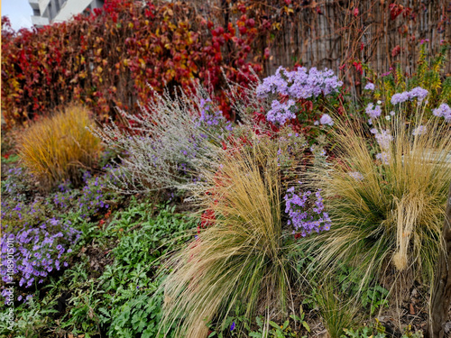 autumn flowerbed with perennials and grasses in a square stone cobblestone tiles, granite curbs purple white and yellow aster ornamental grasses with sage in city park, tower block, exterior office photo