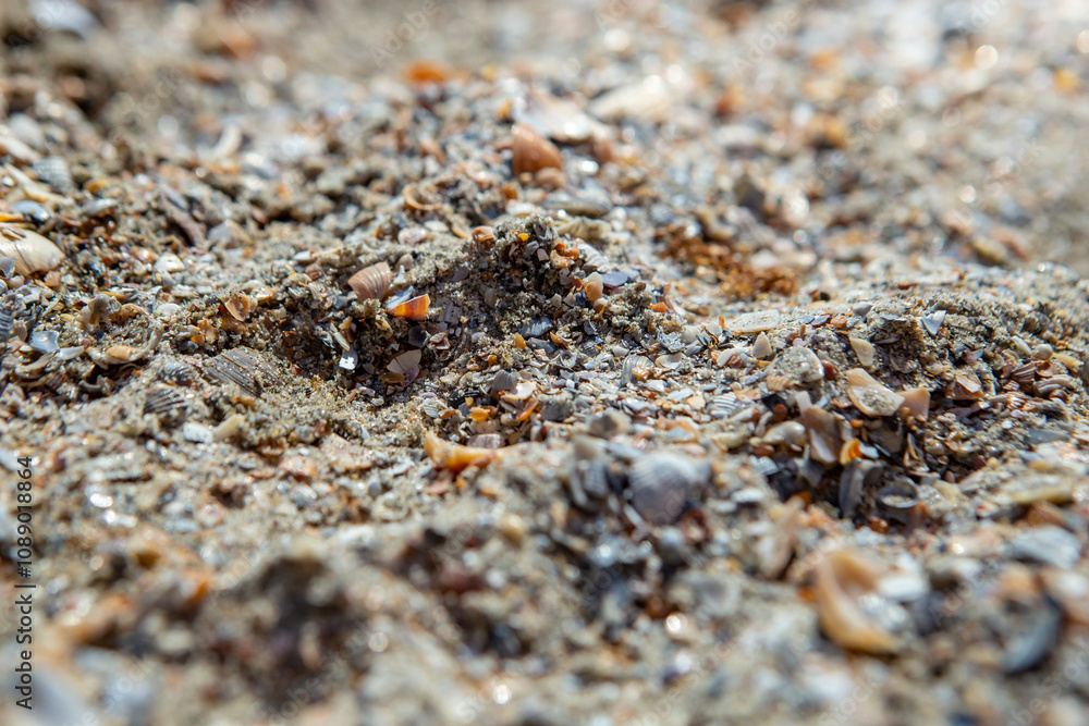 Crushed sea shells texture on a romanian beach Crushed sea shells texture on a romanian beach