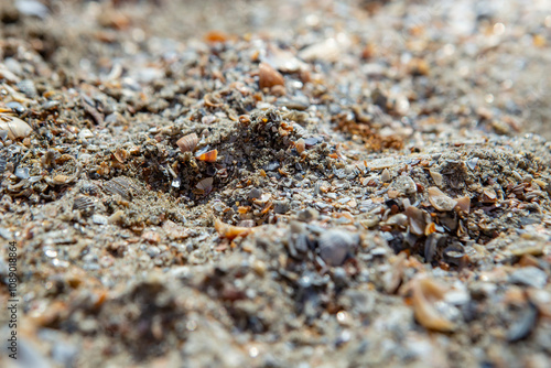 Crushed sea shells texture on a romanian beach