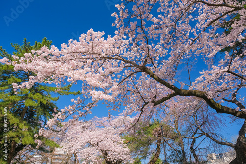 Wallpaper Mural 宮城県仙台市 桜が満開の榴岡公園 Torontodigital.ca