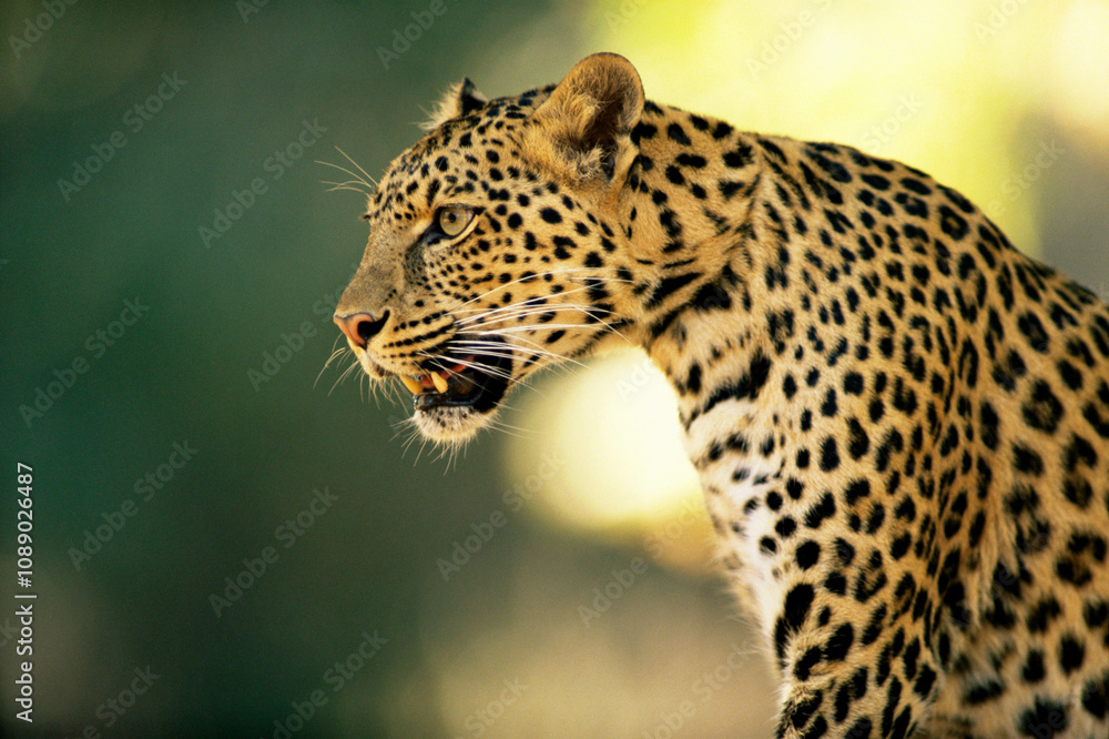 Asian leopard Tiger puma spotted feline family Asian leopard Tiger puma spotted feline family