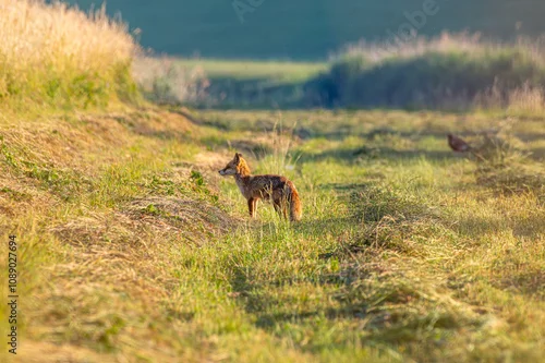 Fototapeta lis na łące ze skoszoną trawą