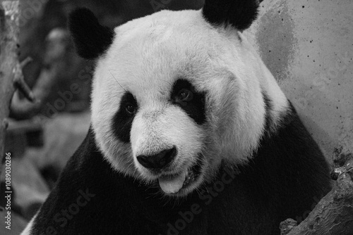 Giant Panda photo