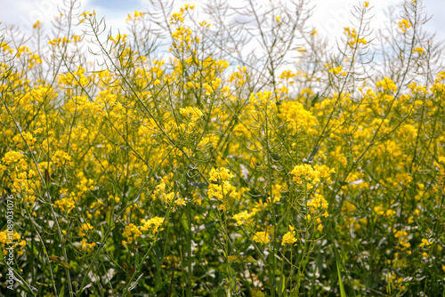 Raps flower close up with blue sky in the background   North Rhine-Westphalia  Germany