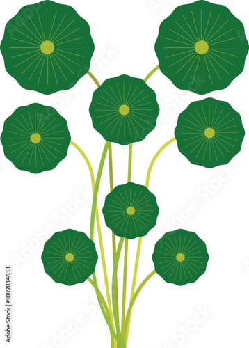 Gotu Kola stylized vector illustration