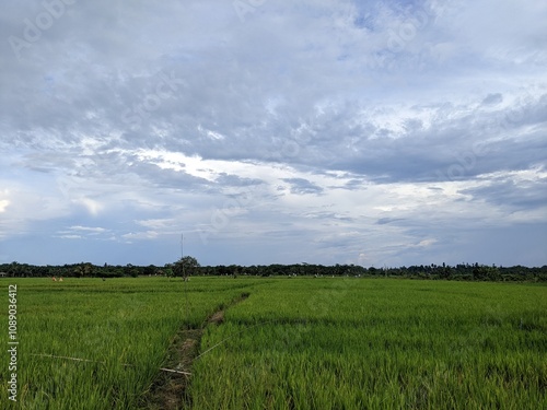 beautiful view of rice fields