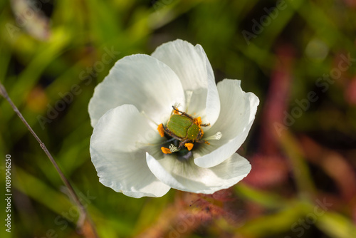 Green Monkey Beetle in a white flower of the carnivorous plant Drosera cistiflora, taken near Darling in the Western Cape of South Africaa photo