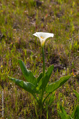 South African Wildflower: Zantedeschia aethiopica seen near Darling, Western Cape of South Africa photo