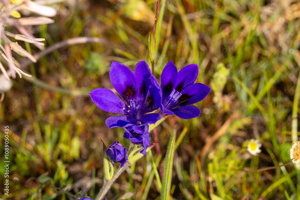 Wildflower of South Africa: The beatiful blue flower of Babiana angustifolia, a geophyte, seen close to Darling in the Western Cape of South Africa Wildflower of South Africa: The beatiful blue flower of Babiana angustifolia, a geophyte, seen close to Darling in the Western Cape of South Africa