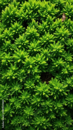 Lush green foliage thrives in a vibrant garden during the summer months