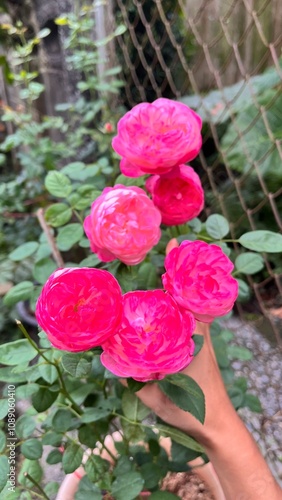 Wallpaper Mural Bush of pink roses, summertime floral background, rose isolated on white background, Roses in a garden at dusk, Close-up of small red roses,  Pink roses background, Pink rose isolated on white  Torontodigital.ca