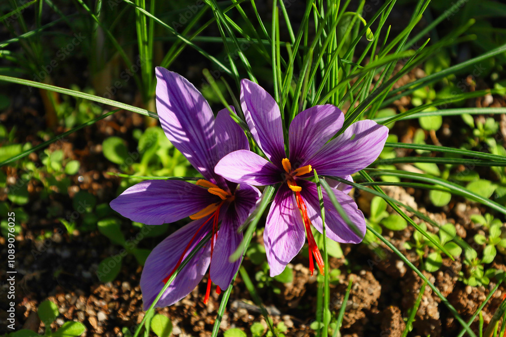 Safran, Fädchen und Blüte, Altenburger Safran, Altenburg, Altenburger Land, Thüringen, Deutschland Safran, Fädchen und Blüte, Altenburger Safran, Altenburg, Altenburger Land, Thüringen, Deutschland