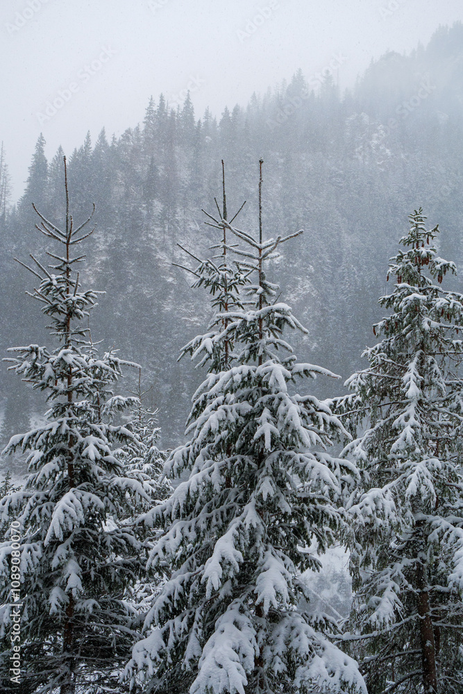 Obraz premium blizzard and snowfall in the mountains, Christmas trees under the snow