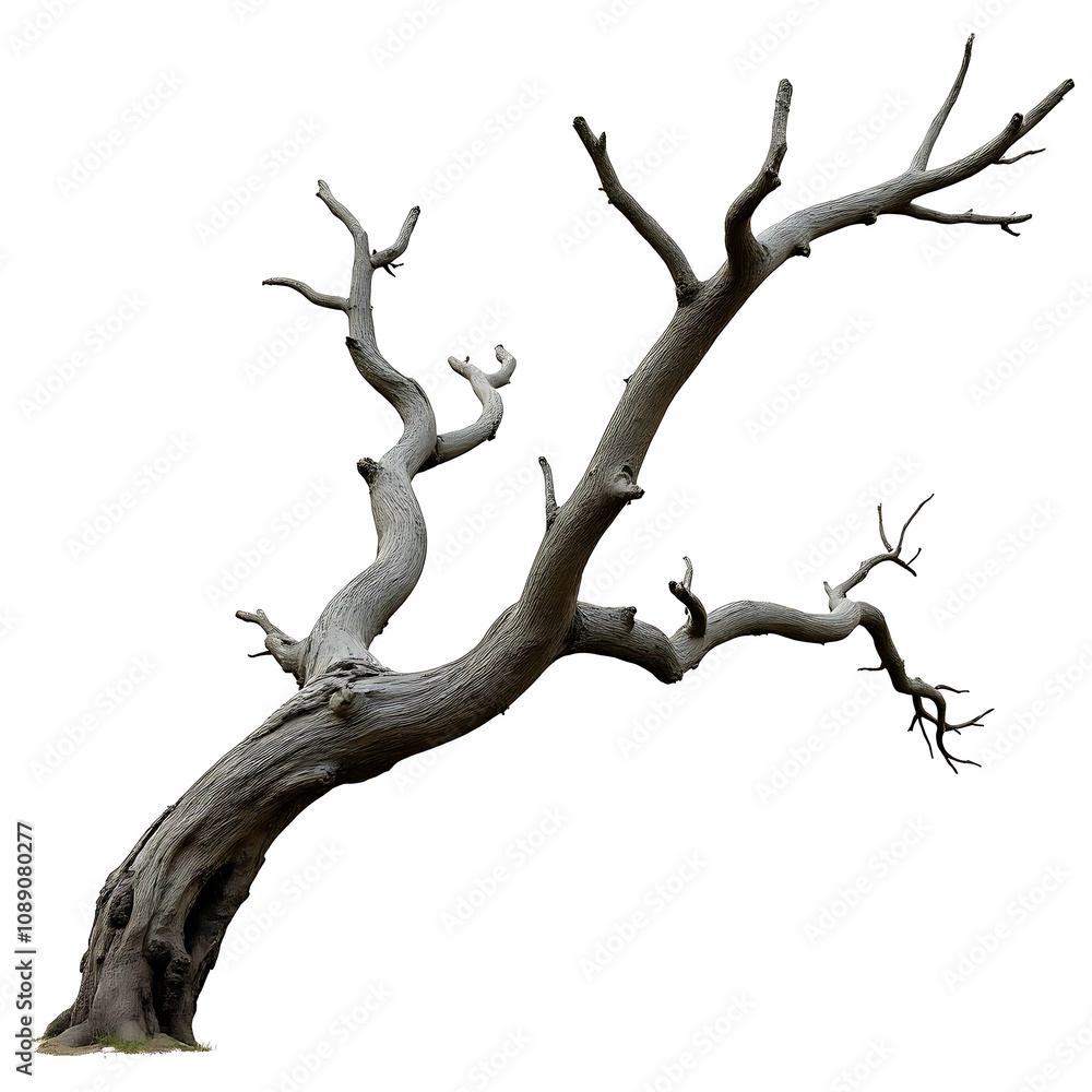 tree silhouette tree silhouette