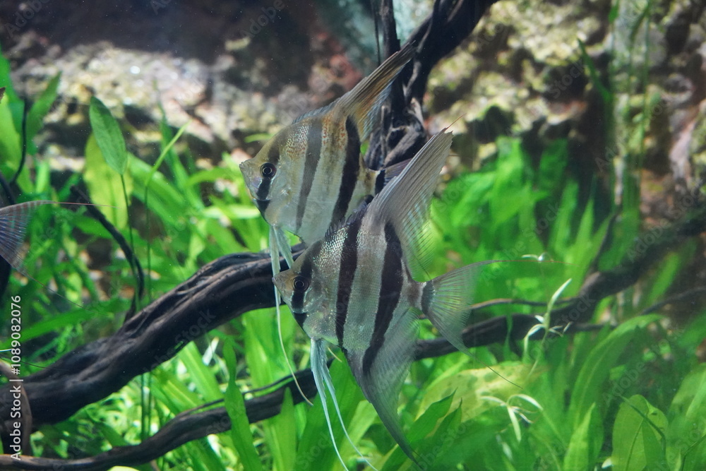 Obraz premium Pterophyllum altum, commonly known as the Altum angelfish or deep angelfish, is a species of freshwater fish in the Cichlidae family. Renowned for its elegant appearance and distinctive shape