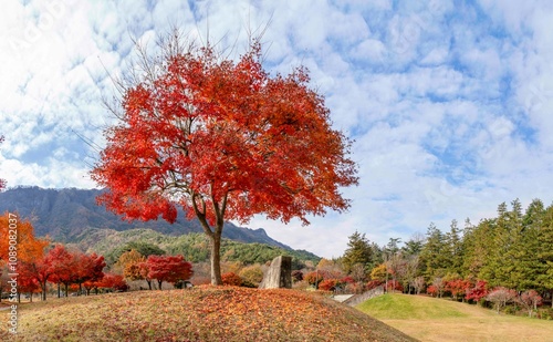 정읍시 내장사 경내의 빨갛게 물든 단풍 숲 photo