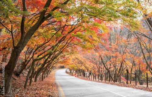 정읍시 내장사 경내의 빨갛게 물든 단풍 숲 photo