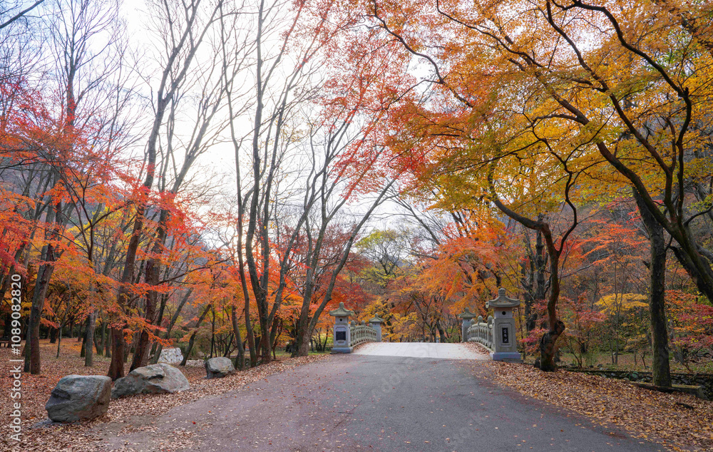 Fototapeta premium 정읍시 내장사 경내의 빨갛게 물든 단풍 숲