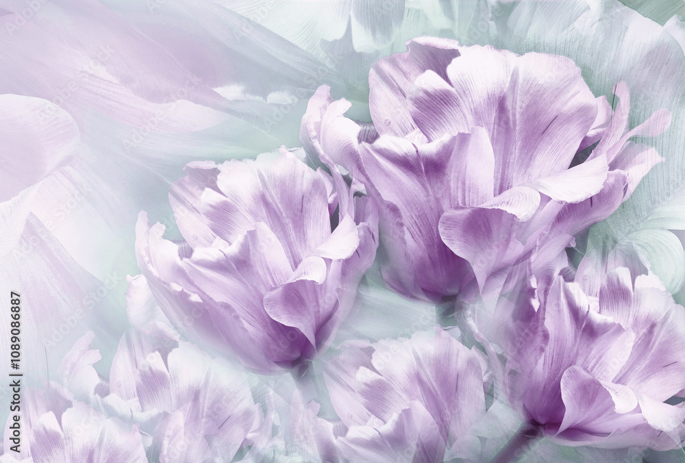 Tulips purple flowers on white background. Floral spring background. Close-up. Nature. Tulips purple flowers on white background. Floral spring background. Close-up. Nature.