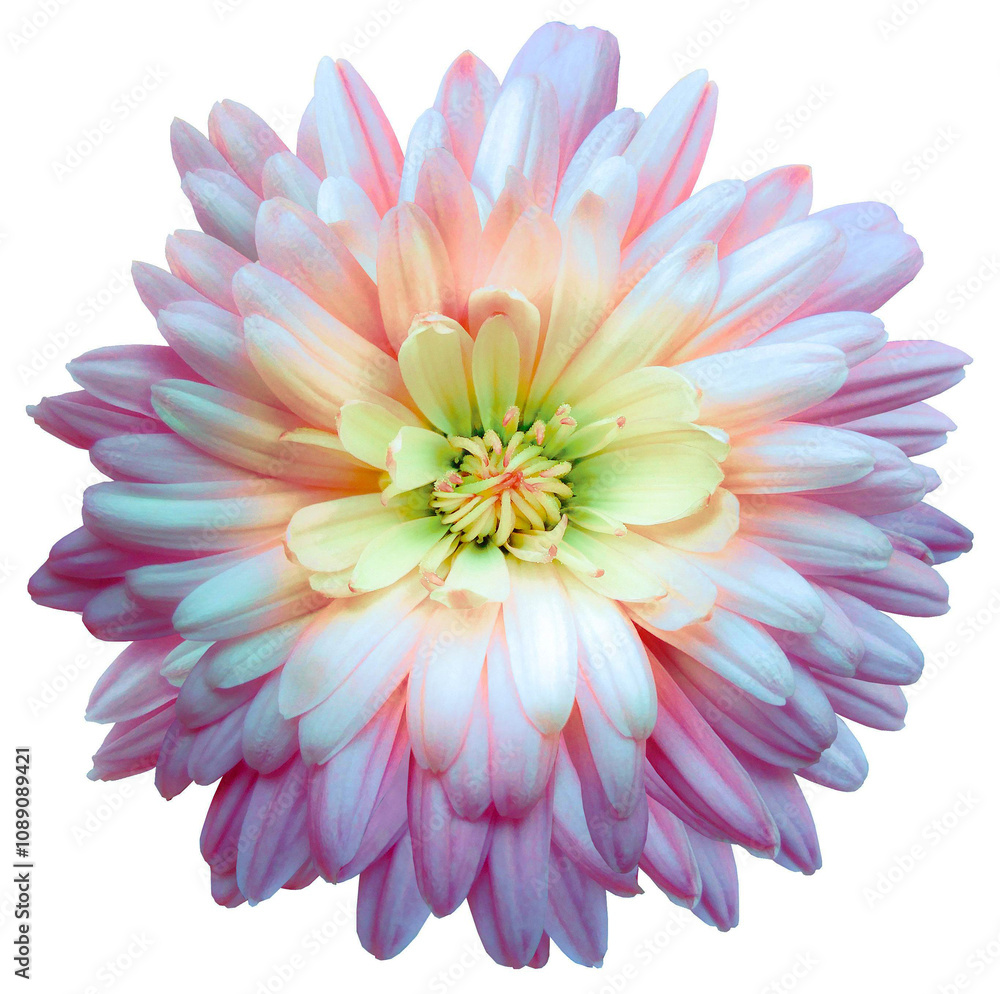 Chrysanthemum flower on a white isolated background with clipping path. Closeup.. Nature. Chrysanthemum flower on a white isolated background with clipping path. Closeup.. Nature.
