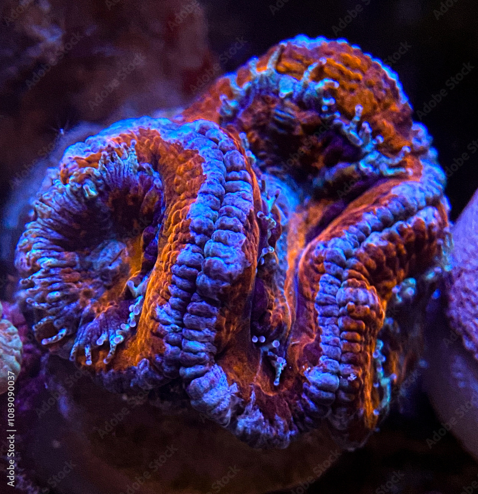 Obraz premium Coral reef