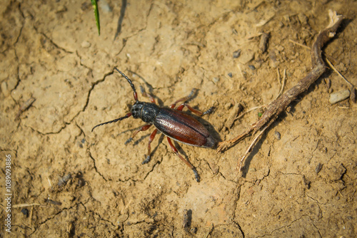 Beetle bug Coleoptera, entomological world european longhorn beetle dorcadion in nature on ground photo