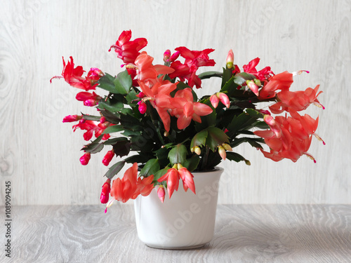 Weihnachtskaktus im Übertopf in voller Blüte	
