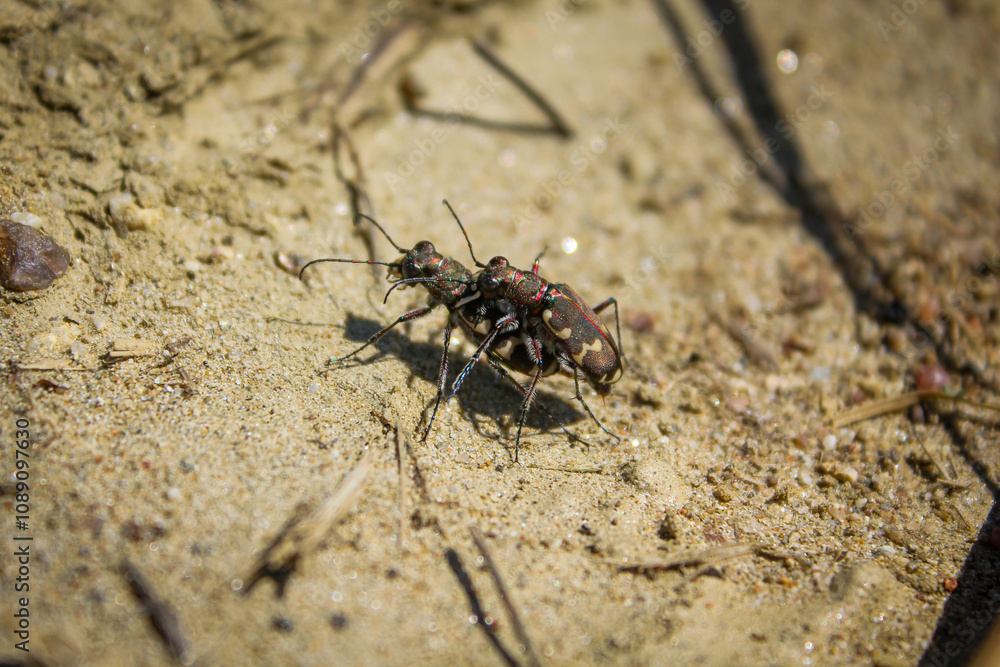 Beetle bug Coleoptera, entomological world european carabid tiger beetle cicindela in nature on ground mating Beetle bug Coleoptera, entomological world european carabid tiger beetle cicindela in nature on ground mating