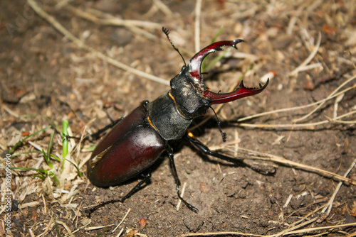 Beetle bug Coleoptera, entomological world european stag beetle Lucanus cervus male on ground