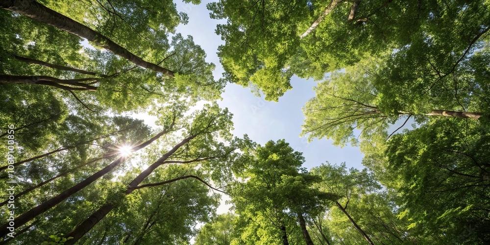 Fototapeta premium Forest canopy with sunlight filtering through creating a sense of depth and layering, woodland atmosphere, leafy greens, shaded areas