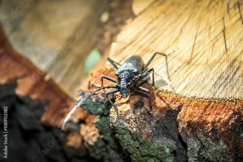 Beetle bug Coleoptera, entomological world european longhorn beetle cerambyx cerdo female in nature on log photo