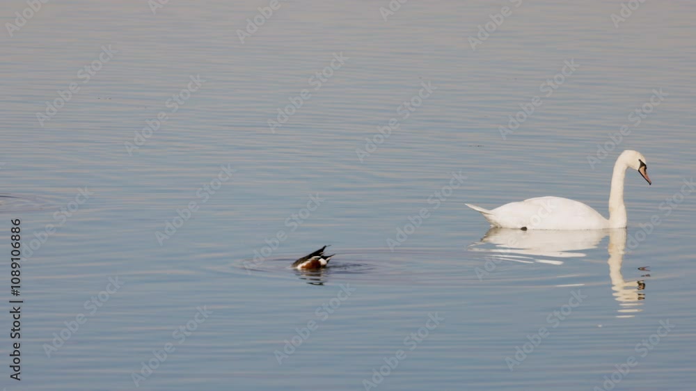 swan on a lake on a sunny autumn day swan on a lake on a sunny autumn day