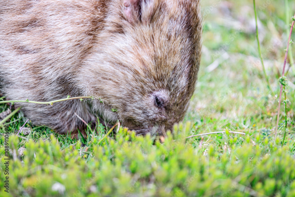 Close-Up of Wombat Grazing in Grassland, Wilsons Prom, Australia Close-Up of Wombat Grazing in Grassland, Wilsons Prom, Australia
