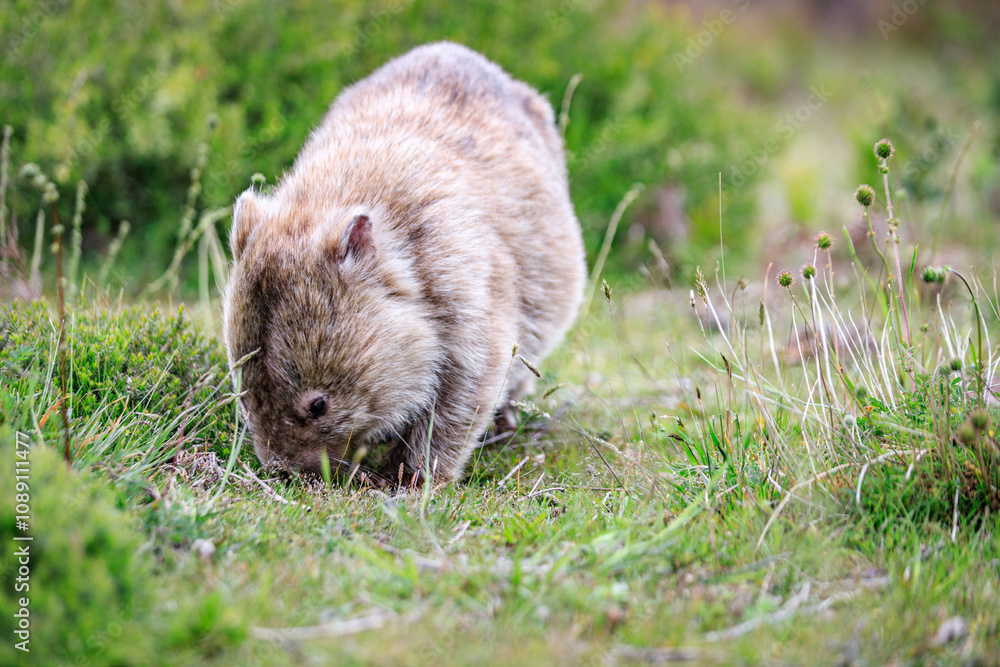 Close-Up of Wombat Grazing in Grassland, Wilsons Prom, Australia Close-Up of Wombat Grazing in Grassland, Wilsons Prom, Australia