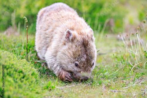 Wombat Grazing Peacefully in Natural Habitat, Wilsons Prom, Australia