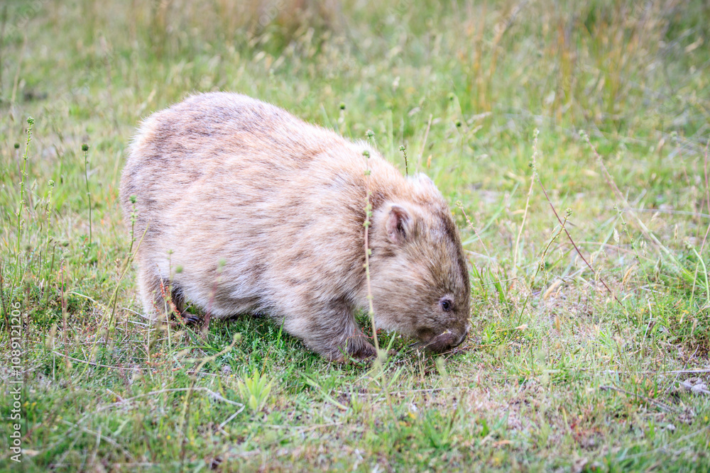 Wombat Grazing Peacefully in Natural Habitat, Wilsons Prom, Australia Wombat Grazing Peacefully in Natural Habitat, Wilsons Prom, Australia