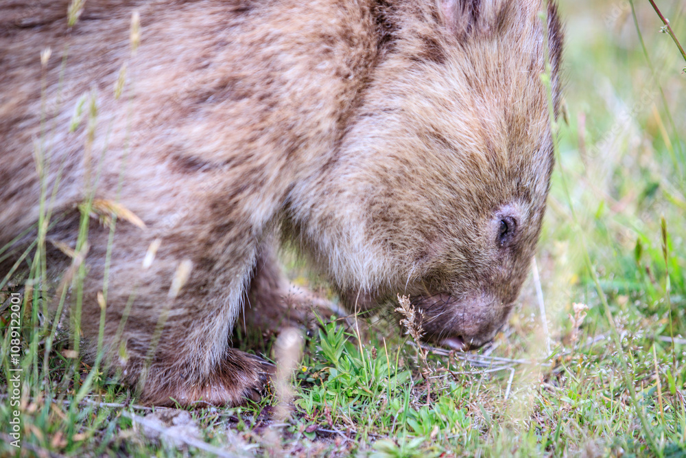 Close-Up of Wombat Grazing in Grassland, Wilsons Prom, Australia Close-Up of Wombat Grazing in Grassland, Wilsons Prom, Australia
