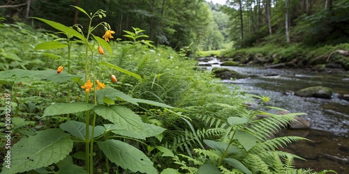 Mature orange jewelweed plant growing in a shaded river area with ferns and wild ginger, flora of North America, riverbank vegetation, wild ginger, ironweed family, fall color photo