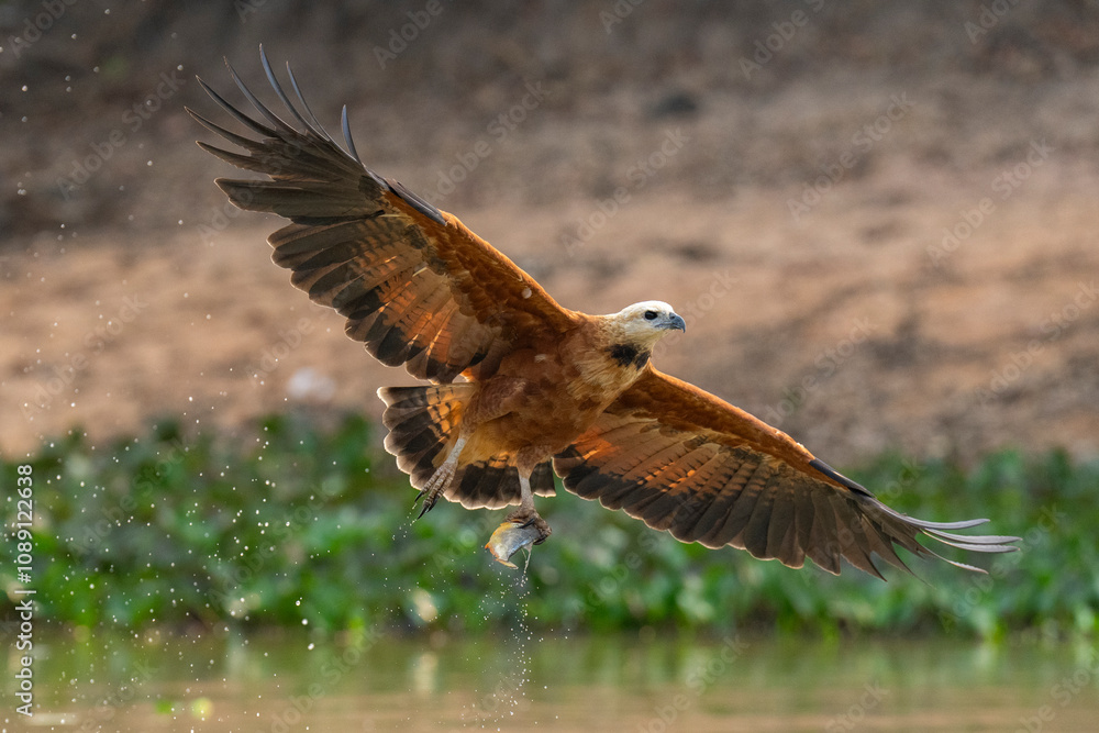 Obraz premium Black-collared hawk