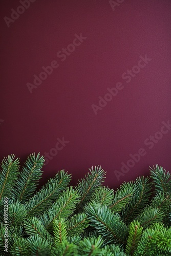 Fir branches on deep maroon backdrop, holiday theme