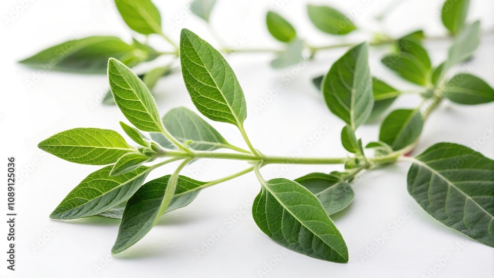 Fototapeta premium Close-up of ashwagandha leaves and stems on white background with soft focus and shallow depth of field, botanicals, ashwagandha leaves, herbals