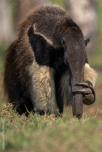 Giant anteater