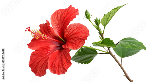 Red hibiscus flower isolated on transparent background