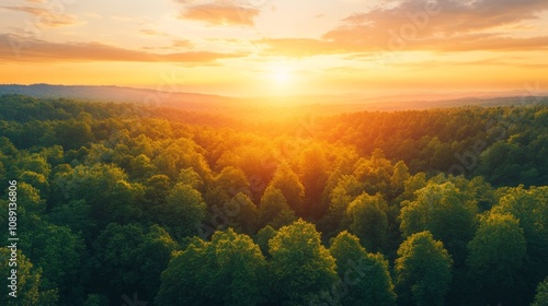 A beautiful, sunlit forest with trees in the foreground and background