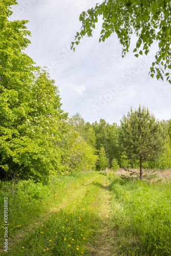 Obraz na płótnie Summer Road