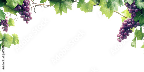 Frame of Grapevines With Purple Grapes Isolated on Transparent Background